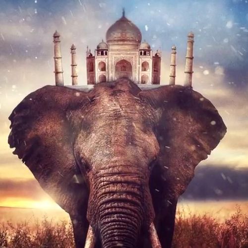 lotusindia