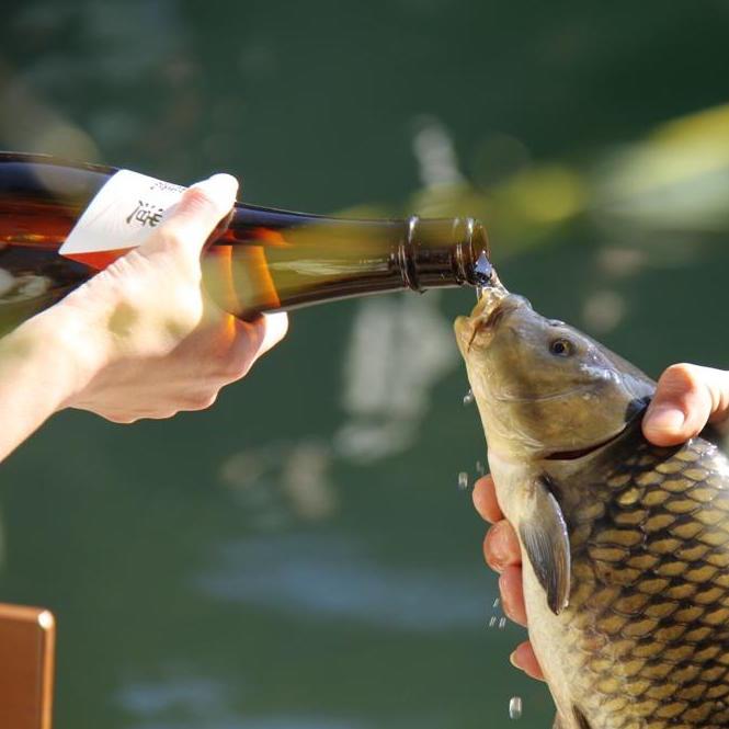 Controversial issue came up over forcing fish to drink sake in traditional festival celebration.