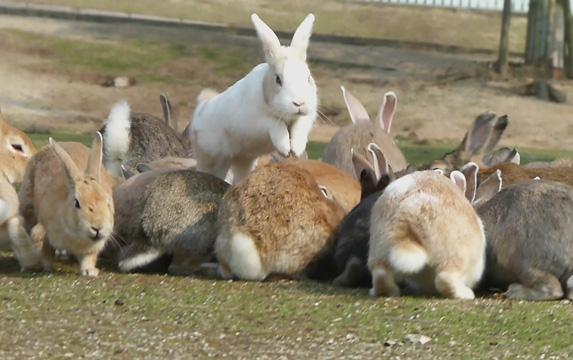 Ōkunoshima island, the island of rabbits