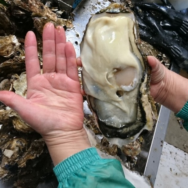 Super big sized oyster was found in Japan!