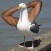 mazeN