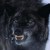 nachtwolf