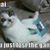 ohaicat