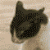 oreno