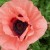 poppy10
