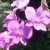 py_jiro