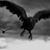 ravenkingshi