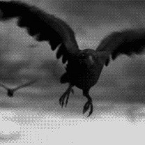ravenkingshi