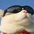 ray_falkner