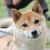 rinfoxxy