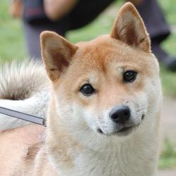 rinfoxxy