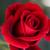 rose_fox