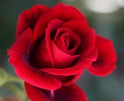 rose_fox
