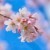 sakuraflower