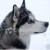 snowdog310