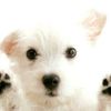 superpetmate