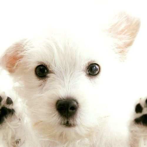 superpetmate