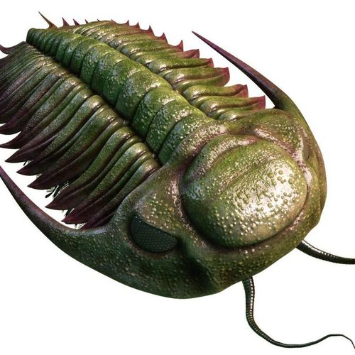 trilobite666