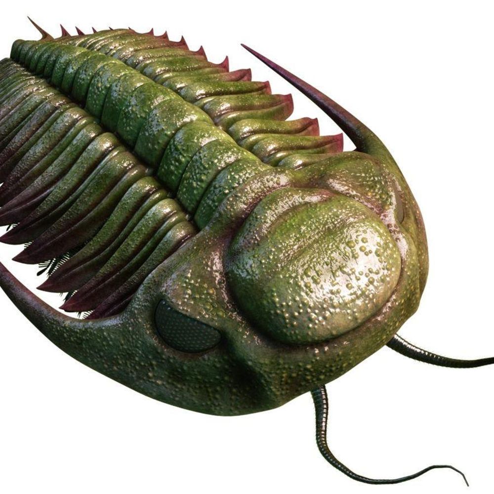 trilobite666