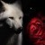 wolfrose